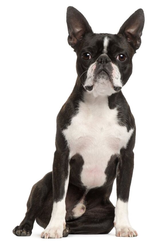 boston terrier