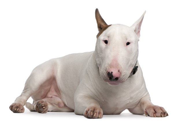 bull terrier