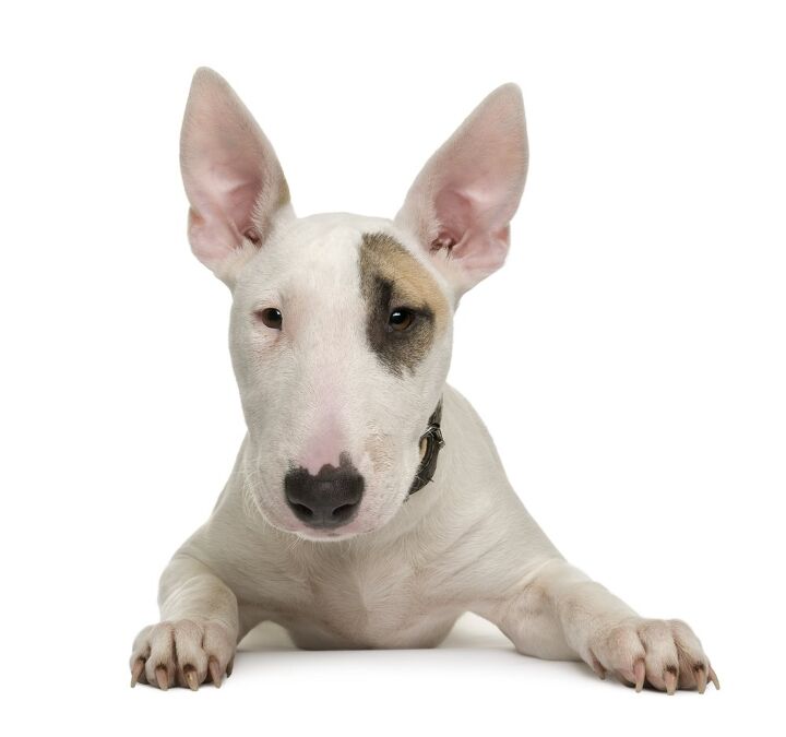 bull terrier