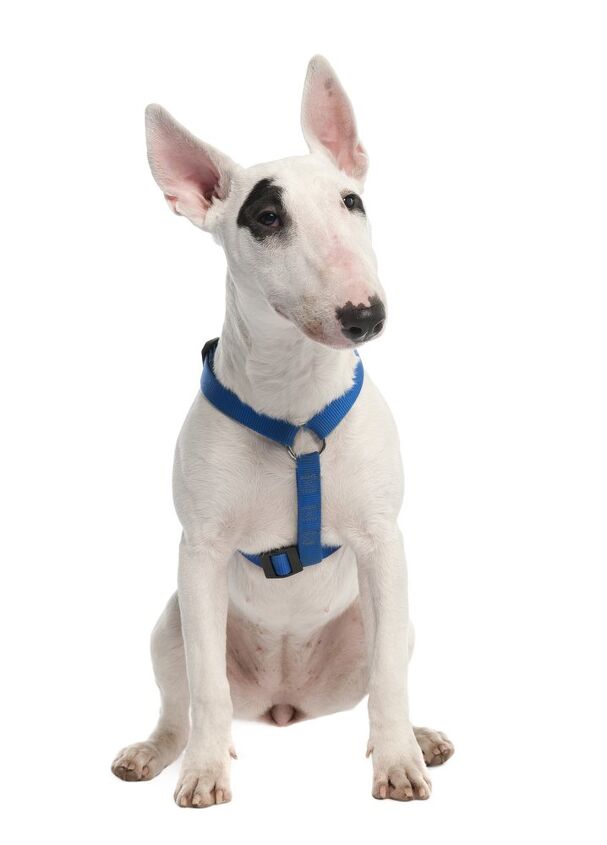 bull terrier