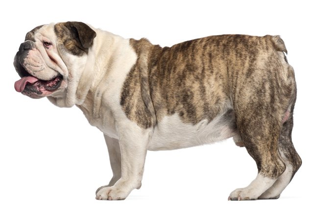 bulldog