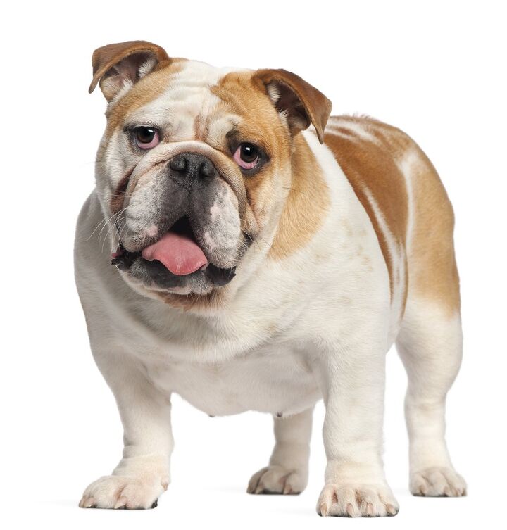 bulldog