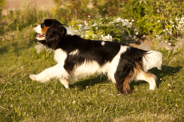 cavalier king charles spaniel