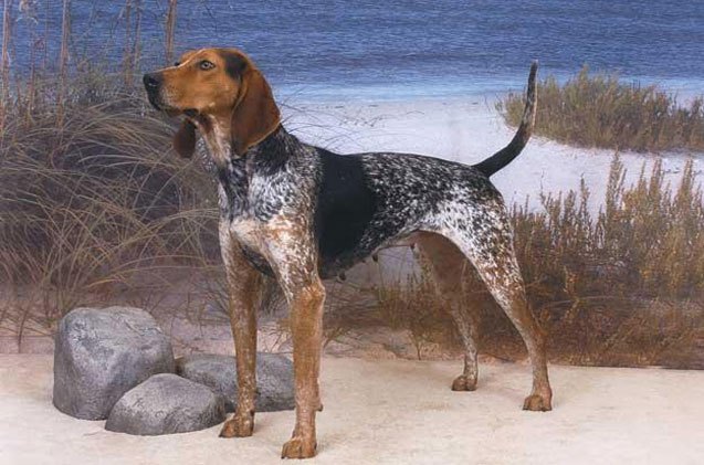 american english coonhound