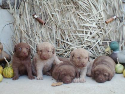 chesapeake bay retriever