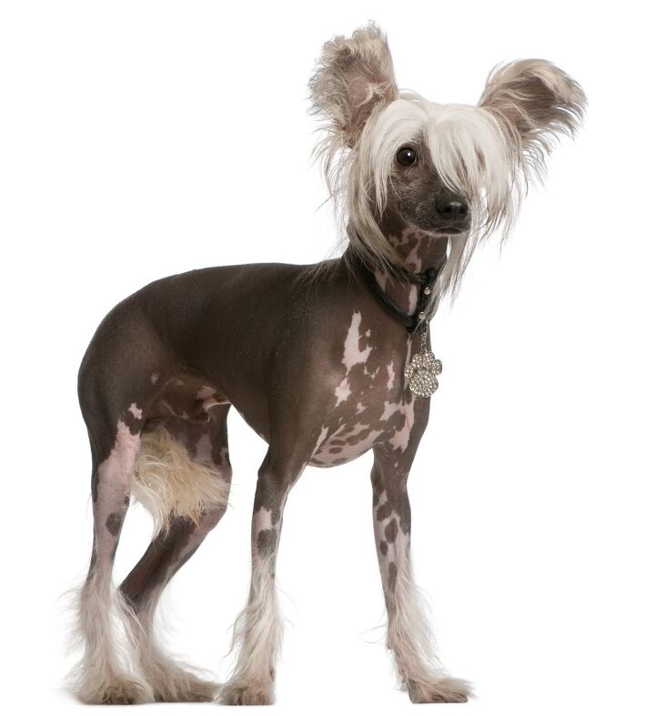 chinese crested