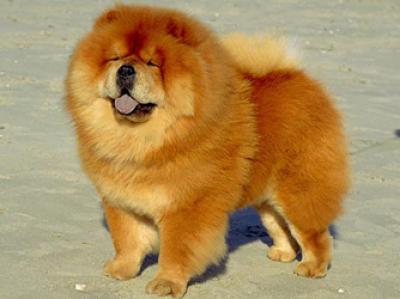 chow chow