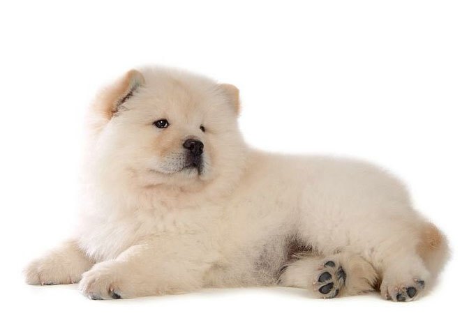 chow chow