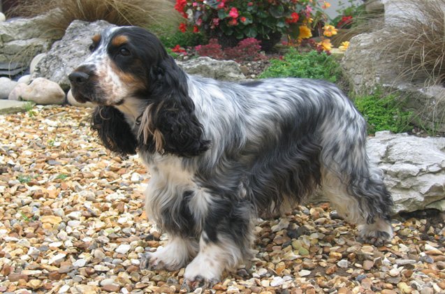 cocker spaniel