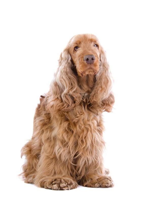 cocker spaniel