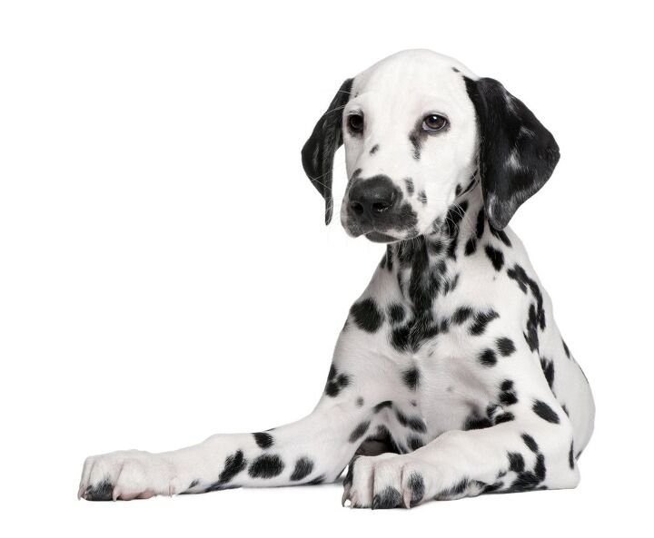 dalmatian