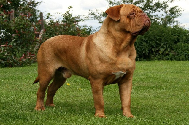 dogue de bordeaux