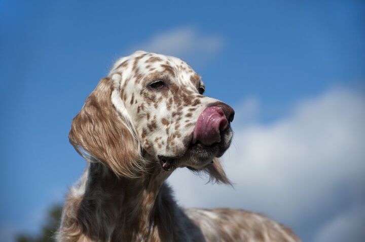 english setter