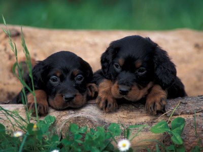 gordon setter