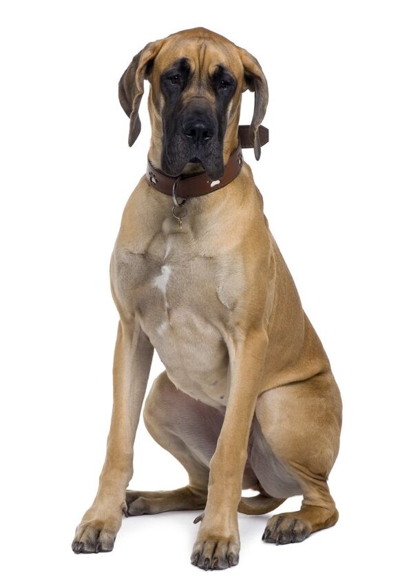 great dane