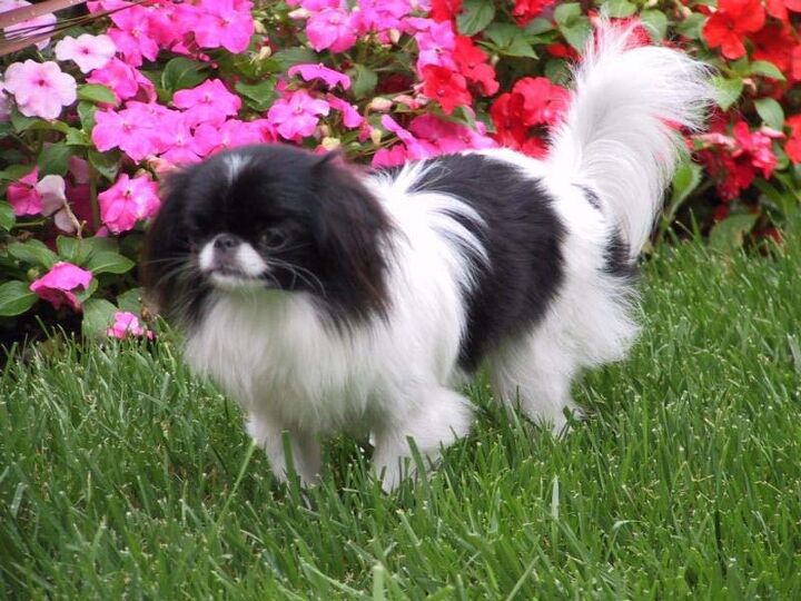 japanese chin