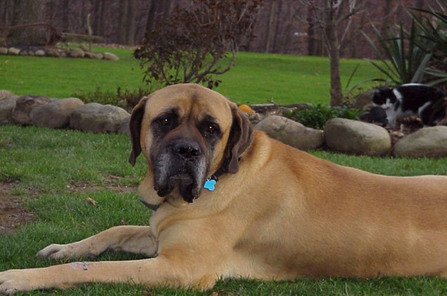 mastiff