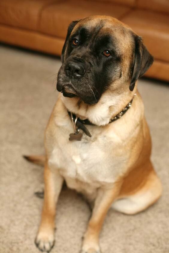 mastiff