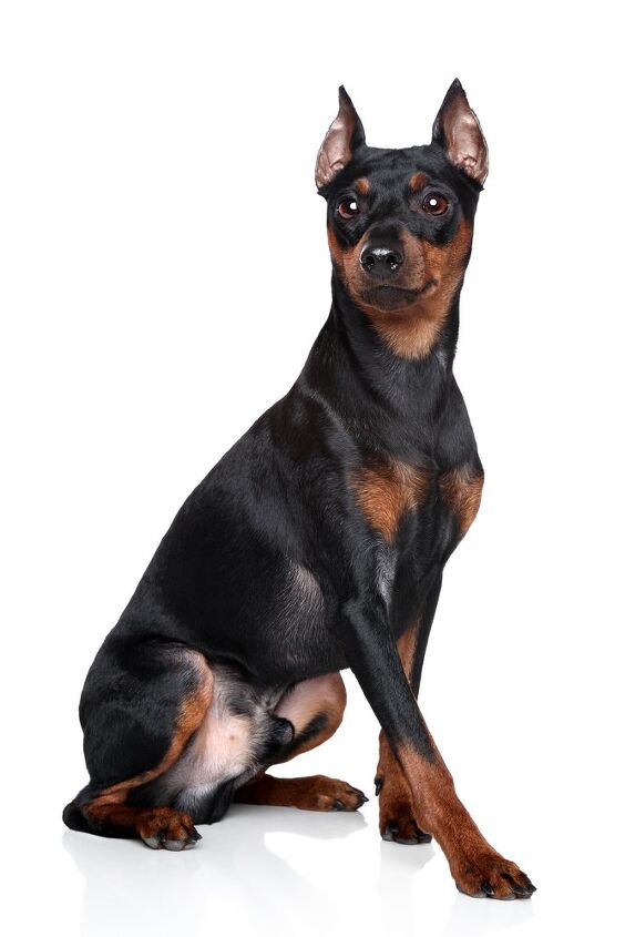 miniature pinscher