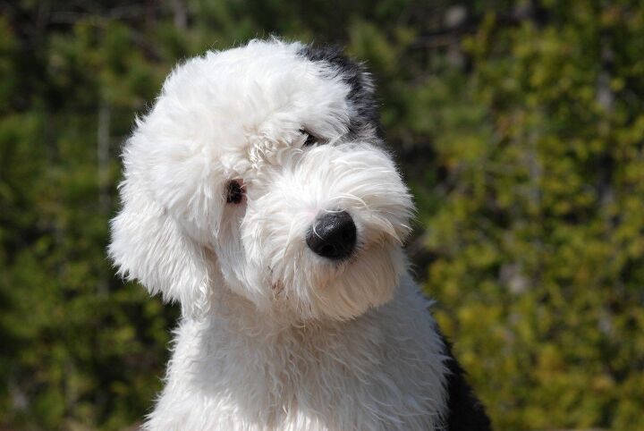 old english sheepdog