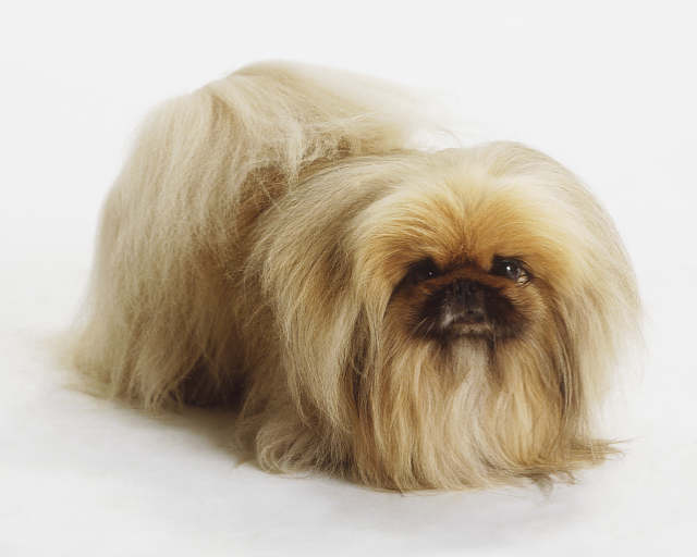 pekingese