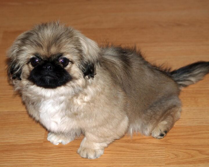 pekingese