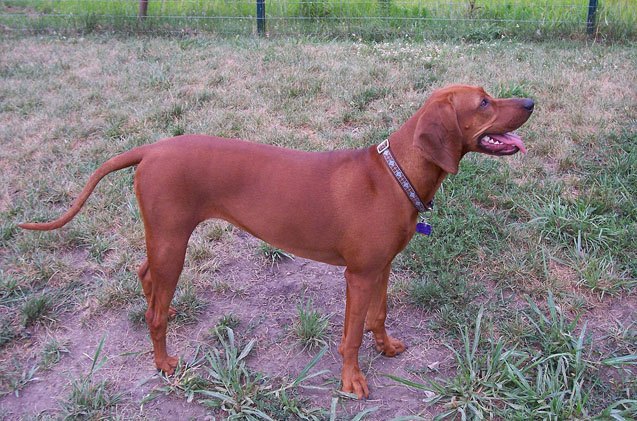 redbone coonhound