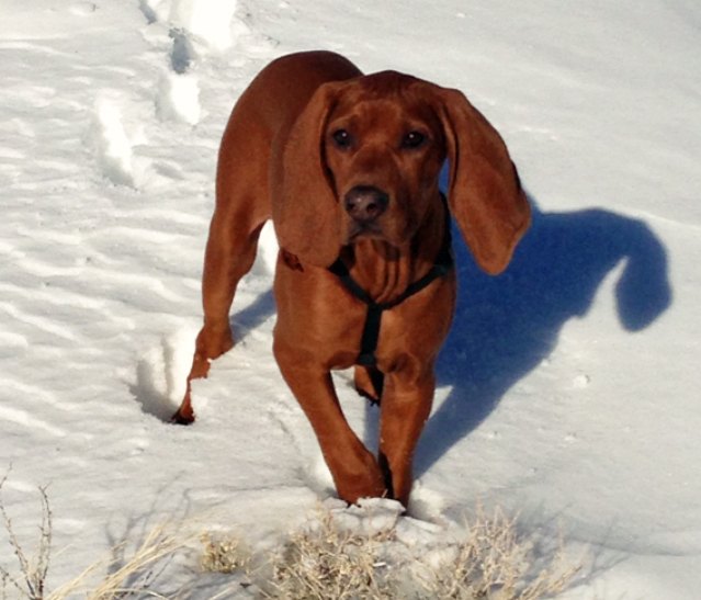 redbone coonhound