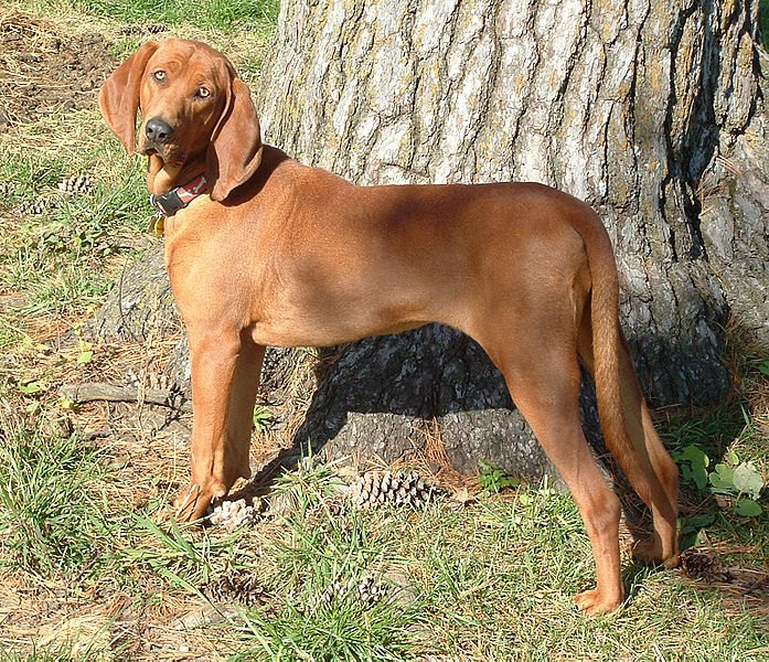 redbone coonhound