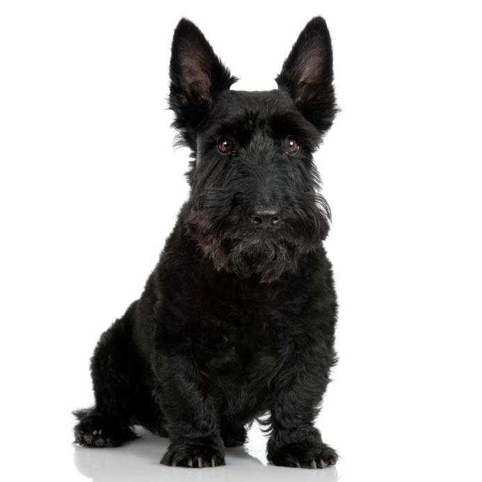 scottish terrier