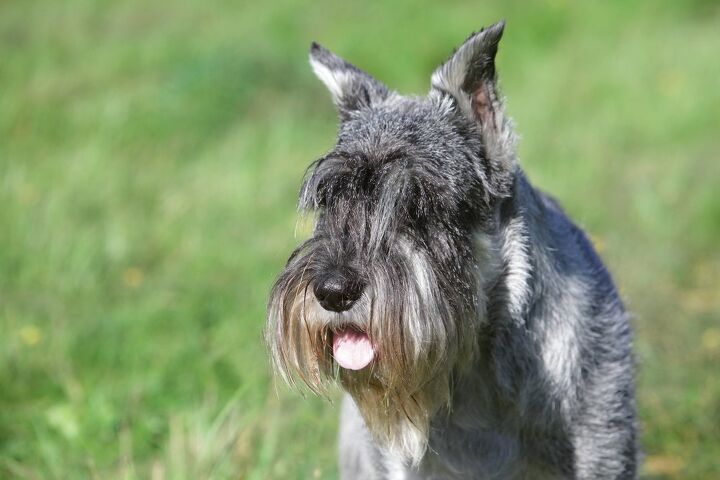 standard schnauzer