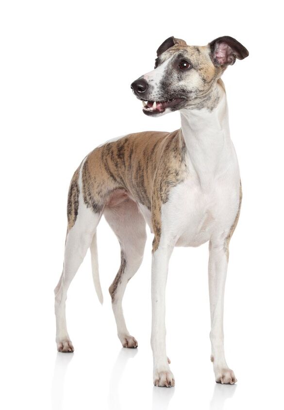 whippet