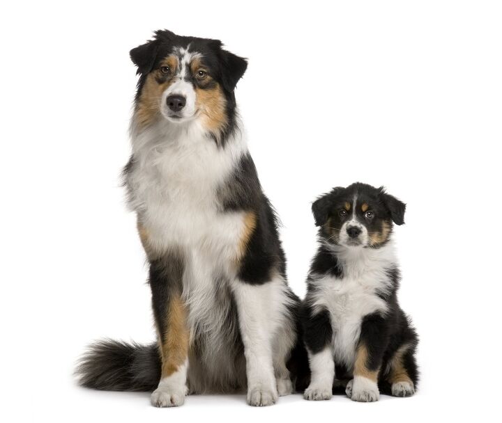 australian shepherd