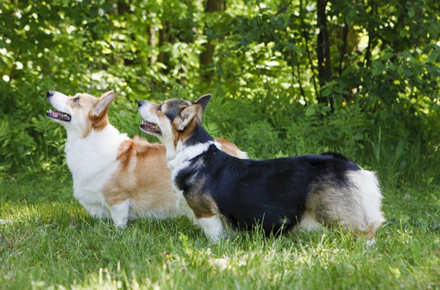 pembroke welsh corgi