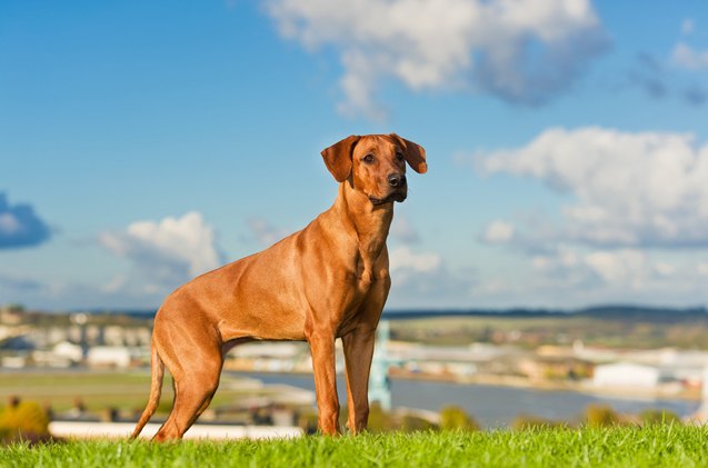 rhodesian ridgeback