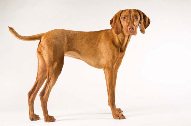 vizsla