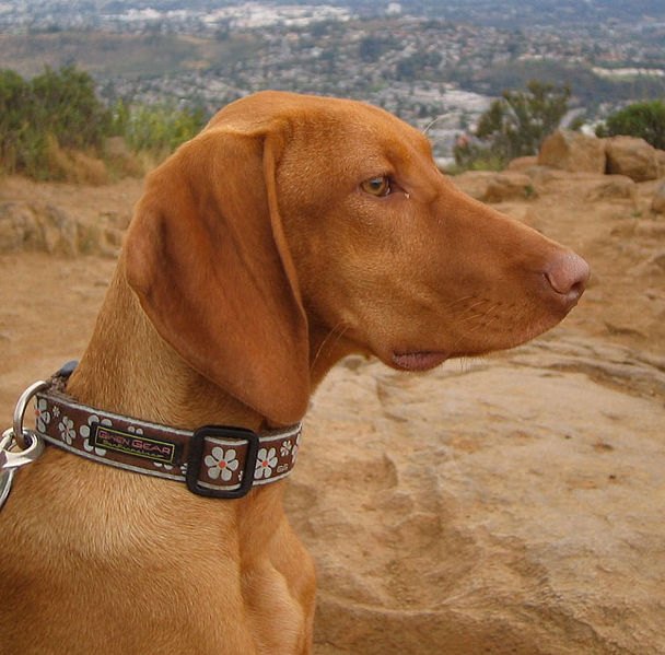 vizsla