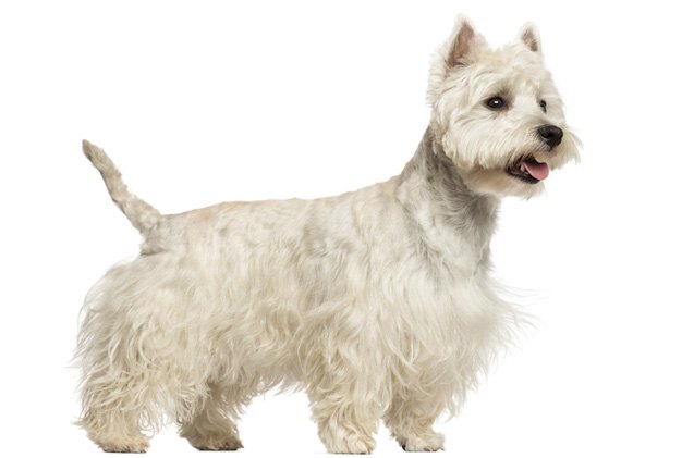 west highland white terrier