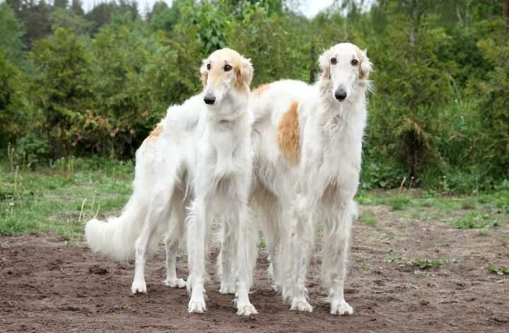 borzoi