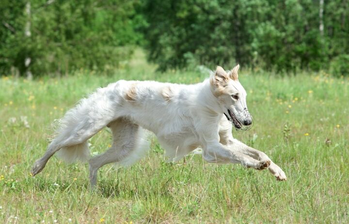 borzoi