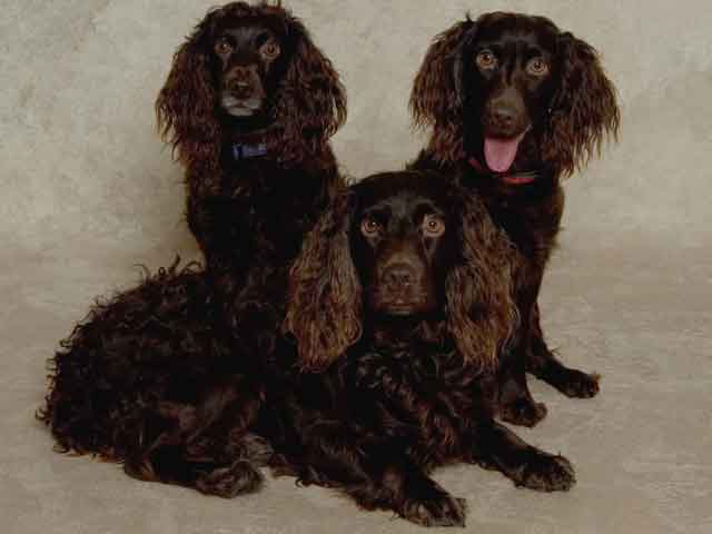 boykin spaniel