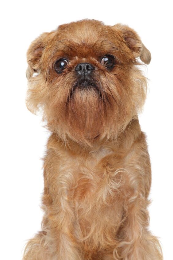 brussels griffon