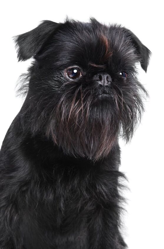 brussels griffon