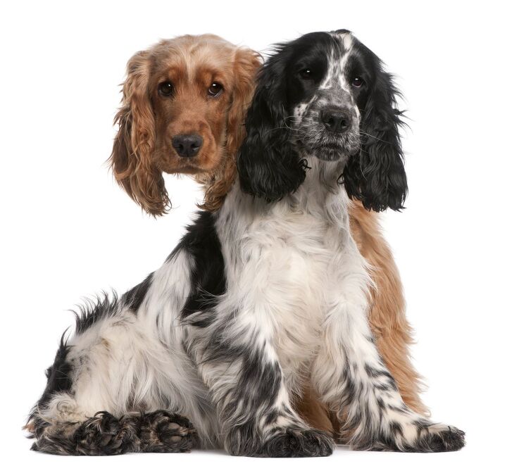 english cocker spaniel