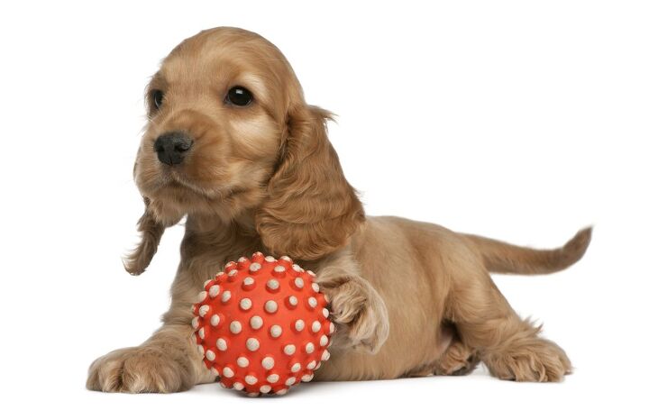 english cocker spaniel