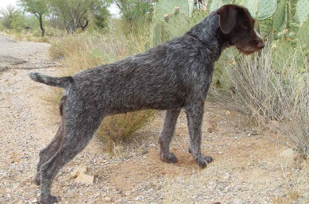 german wirehaired pointer