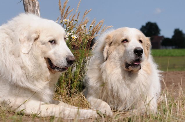 great pyrenees