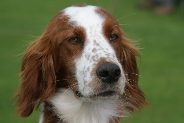 irish red and white setter