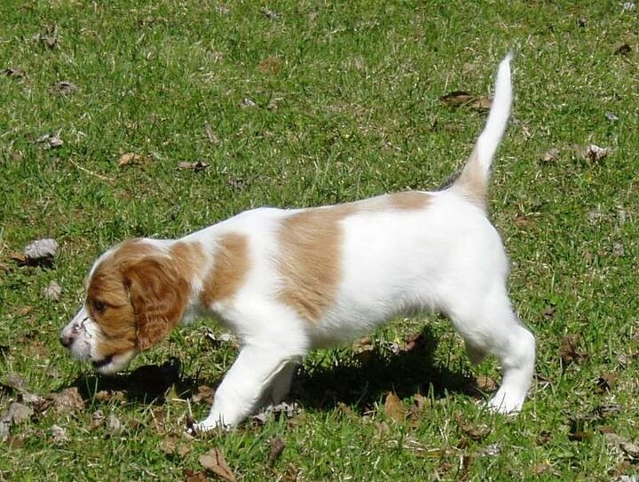 irish red and white setter