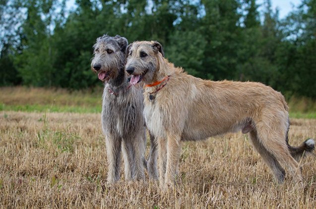 irish wolfhound